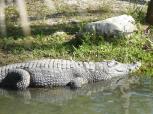 Miami-Everglades-Alligator-2
