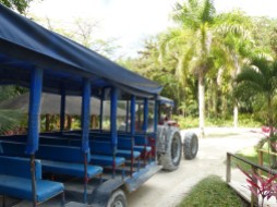 Jamaika-YS_Wasserfaelle-Truck-1