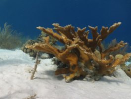 Bonaire-Schnorcheln-Unterwasserwelt-3