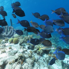 Bonaire-Schnorcheln-Unterwasserwelt-5