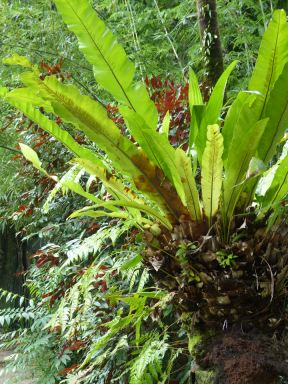 Seychellen-Mahe-Botanischer_Garten-Pflanze-1